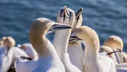 开云电竞赛事-史上最年轻的“欧冠最佳射手”首次问鼎，欧冠历史最年轻出场球员